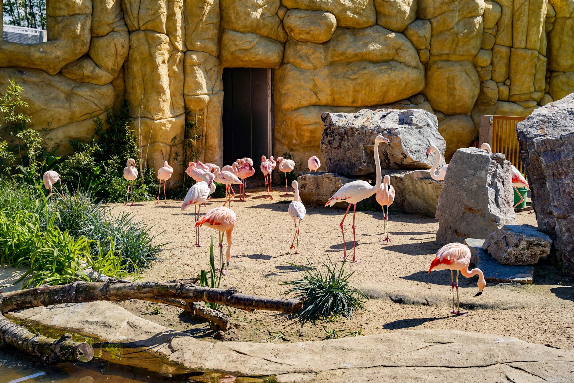 Flamingo's in een natuurgebied nabij Les Sables-d'Olonne
